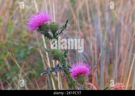 Rosa Milchdistel. Landschaft Pflanze Heidekraut. Natur floralen Hintergrund. Medizinisches Kraut auf der Wiese. Stockfoto