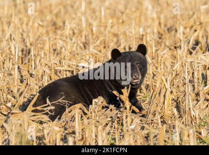 Amerikanischer Schwarzbär (Ursus americanus) beim Stöbern im Maisfeld Stockfoto