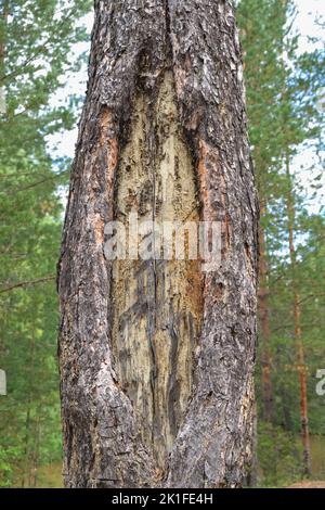 Holzharz aus Holz. baumsaft, der aus einer Kiefer kommt. Nahaufnahme aus Harz. Extraktion von Harz aus dem Stamm eines Baumes. Stockfoto