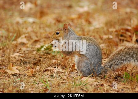 Eine Nahaufnahme eines Eichhörnchens, das eine Eichel frisst und auf getrockneten Blättern im Central Park, New York, sitzt Stockfoto