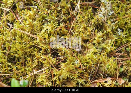 Polytrichum wächst im Wald. Polytrichum wächst unter Moos. Nahaufnahme aus Polytrichum. Stockfoto