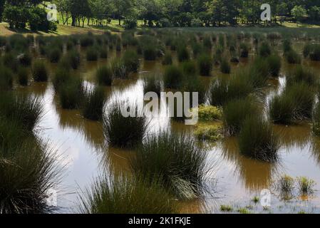 Sumpfsee in putrajaya, Malaysia. Konzept des Naturhintergrundes und Ökosystems Stockfoto