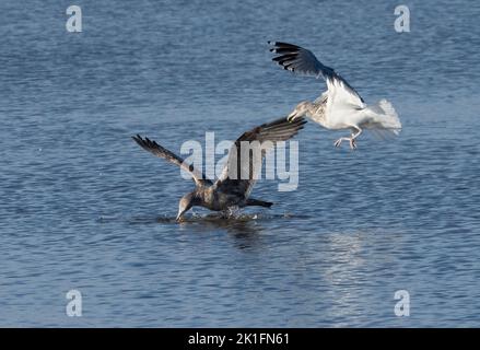 Die Erwachsene Heringsmöwe (Larus argentatus) versucht, kleine Krabben von der jungen Heringsmöwe zu stehlen Stockfoto
