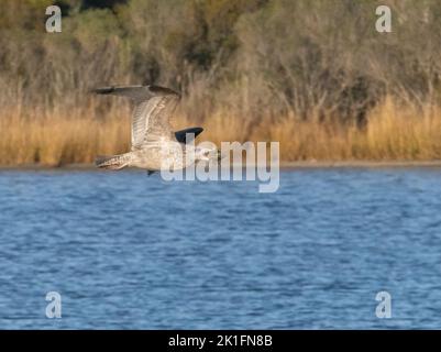 Heringsmöwe (Larus argentatus) juvenil im Flug mit Krabben Stockfoto