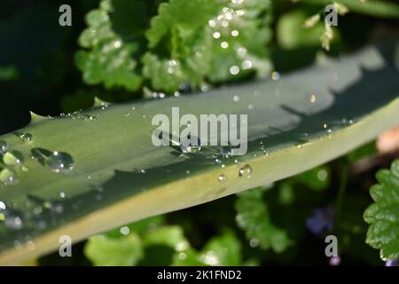 Aloe Vera mit Wassertropfen Stockfoto