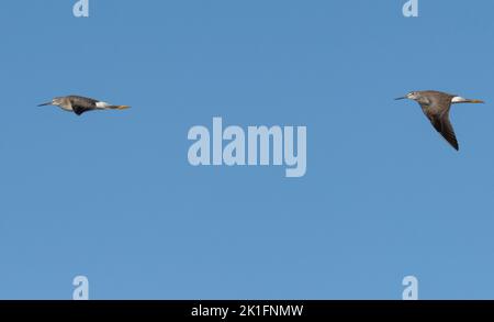 Greater Yellowlegs (Tringa melanoleuca) im Flug Stockfoto