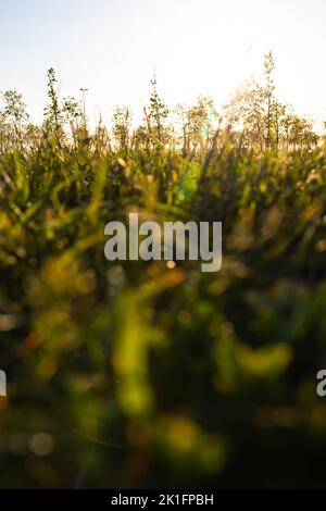 Feldfrüchte oder Gräser vom Boden aus. Entkochte Gräser. Naturhintergrundfoto. Vertikaler Hintergrund des Kohlenstoffnetzes Null oder der Kohlenstoffneutralität. Stockfoto