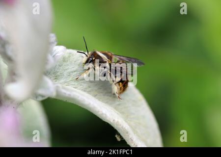 Wolle Carder Biene, Anthidium manicatum, Männchen auf wolligen Lämmern Ohr, Stachys byzantina, Pflanzenblatt mit einem verschwommenen Hintergrund von Blättern. Stockfoto