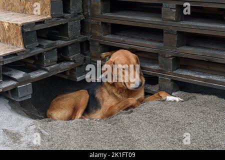 Müder, auf dem Boden liegender Putsch wartet auf den Besitzer in der Nähe der Treppe Stockfoto