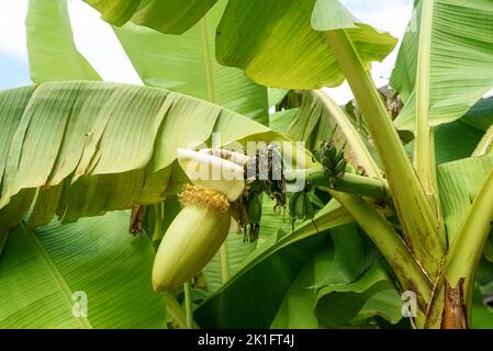 Palme mit großen Blättern und wachsenden Bananen an sonnigen Tagen Stockfoto