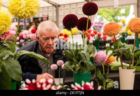 Ripon, North Yorkshire, 18.. September 2022. Der letzte Tag der Harrogate Autumn Flower Show. Bildquelle: ernesto rogata/Alamy Live News Stockfoto