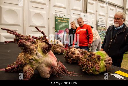 Ripon, North Yorkshire, 18.. September 2022. Der letzte Tag der Harrogate Autumn Flower Show. Besucher sehen sich das riesige Gemüse an. Bildquelle: ernesto rogata/Alamy Live News Stockfoto