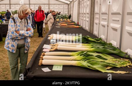 Ripon, North Yorkshire, 18.. September 2022. Der letzte Tag der Harrogate Autumn Flower Show. Besucher sehen sich das riesige Gemüse an. Bildquelle: ernesto rogata/Alamy Live News Stockfoto