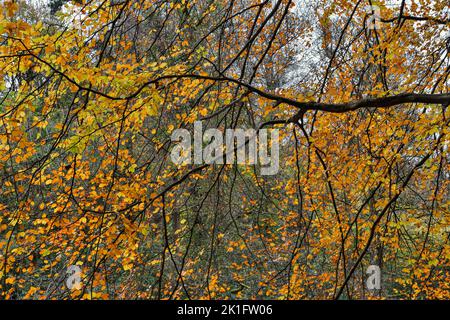Buchenblätter auf Ästen im Herbst in lebhaften Gelb- und Orangenfarben Stockfoto