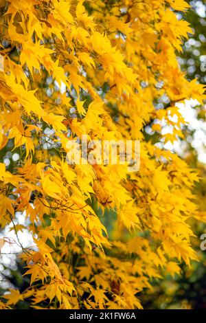 Japanischer Ahorn, Acer palmatum in schönen, lebendigen Herbstgelben Farben Stockfoto