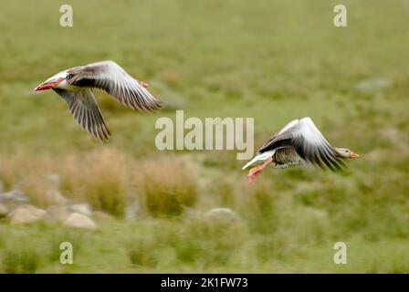 Graugänse im Flug mit nicht fokussierter Hintergrundkulisse, aufgenommen in Laide in Schottland Stockfoto