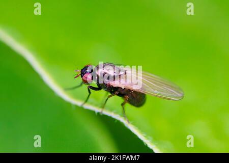 Lucilia Fly ist eine Gattung von Luftfliegen, in der Familie der Calliphoridae. Stockfoto