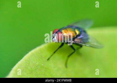 Lucilia Fly ist eine Gattung von Luftfliegen, in der Familie der Calliphoridae. Stockfoto