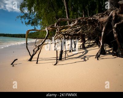 Baumwurzeln ragen aus dem Sand des Strandes, der vom Meer weggespült wurde Stockfoto