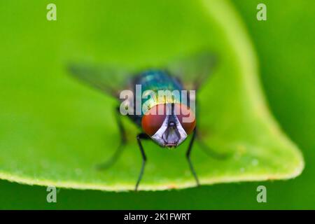 Lucilia Fly ist eine Gattung von Luftfliegen, in der Familie der Calliphoridae. Stockfoto