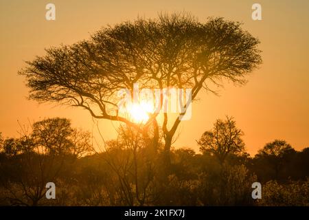 Silhouette einer afrikanischen Landschaft mit Sonnenstrahlen, die durch einen Baum leuchten, Botswana, Afrika Stockfoto