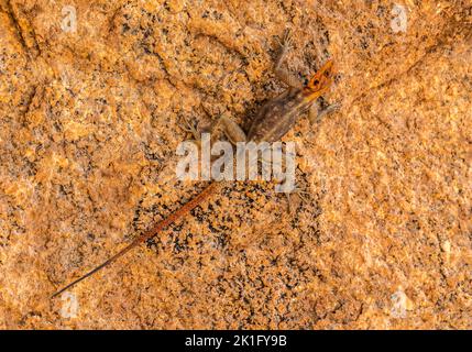 Meister der Tarnung: Männlicher Namib Rock Agama (Agama planiceps) auf Granitfelsen von Spitzkoppe, Namibia Stockfoto