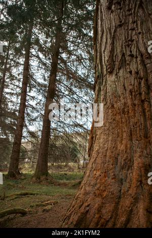 Eine vertikale Aufnahme eines hölzernen Baumstamms in Wäldern in den schottischen Highlands Stockfoto