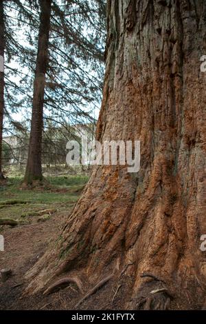 Eine vertikale Aufnahme eines hölzernen Baumstamms in Wäldern in den schottischen Highlands Stockfoto