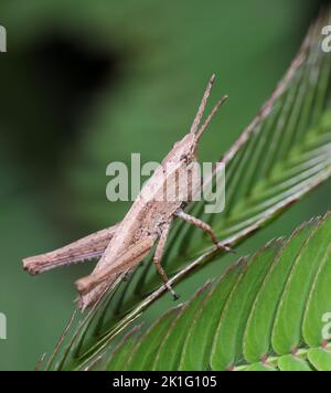 Nahaufnahme einer Heuschrecke. Stockfoto