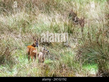 Ein Hirsch und Rehkitz in Ambleside, Lake District, Großbritannien. Stockfoto