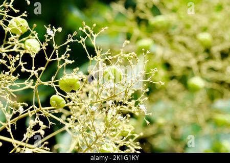 Tectona grandis, Teak oder LAMIACEAE oder Teakholz-Pflanze oder Teakkerne Teakholz und blühen auf dem Baum Stockfoto