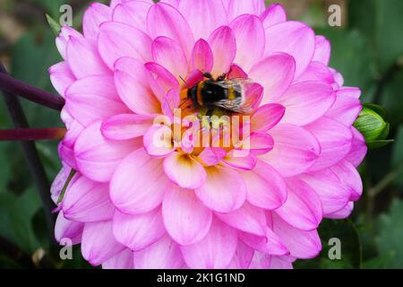 Hummel in Dahlia-Blüte. Schöne Chrysantheme Nahaufnahme, Rhythmus und Textur von zarten Blütenblättern Stockfoto