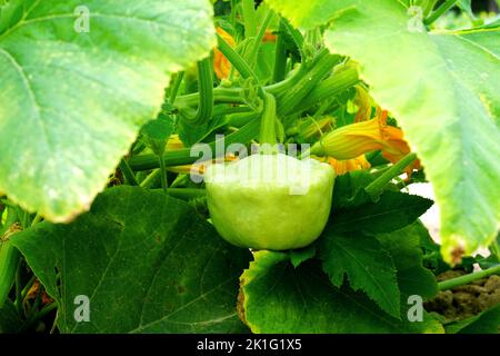 Im Garten wachsen orangefarbene Kürbisse. Kürbisse im Garten im Garten anbauen. Stockfoto