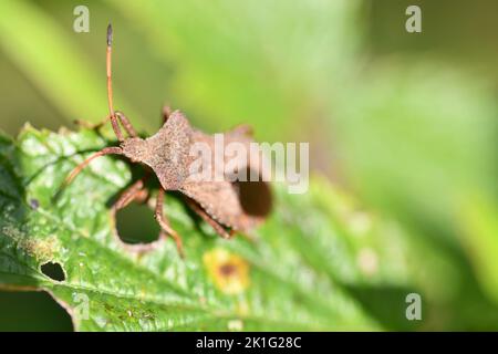 Coreidae, Blattfußwanze, Insekten, Makrofotografie, Kilkenny, Irland Stockfoto