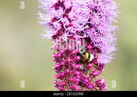 Hummel, Fütterung, Blume, Nektaring, Liatris, Rosa, Pflanze, Bombus, große Erdhummel, Insekt Stockfoto