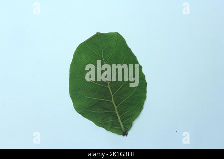 Grünes Teakholz-Blatt isoliert auf weißem Hintergrund Stockfoto