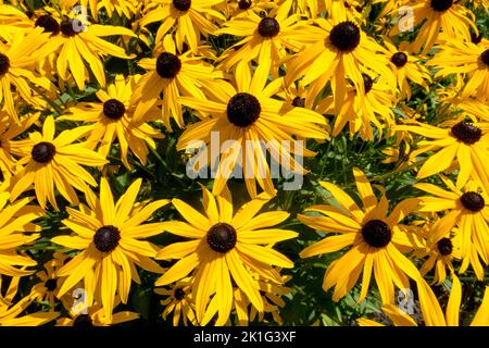 Schwarzäugige Susan, Rudbeckia 'Goldsturm', Gelb, Blühen, Blumen, Mehrjährig, Pflanzen Rudbeckia fulgida 'Goldsturm' Stockfoto