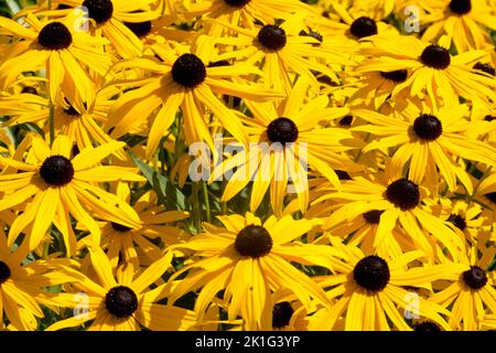 Susan mit schwarzen Augen, Rudbeckia „Goldsturm“ Stockfoto