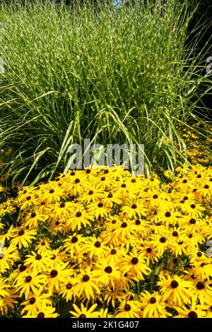 Miscanthus, Rudbeckia 'Goldsturm', Miscanthus zebrinus, Stachelschweingras, Mehrjährige Pflanzen, Zebragras, Silbergras Stockfoto