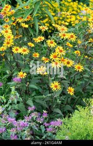 Ochsenauge, Pflanzen, Heliopsis, Scabra, falsche Sonnenblumen, Brennende Herzen, August, Sommer, Pflanze, Helianthoides Stockfoto