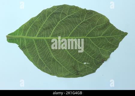 Grünes Teakholz-Blatt isoliert auf weißem Hintergrund Stockfoto