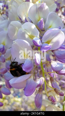 An einem sonnigen Frühlingstag sammelt eine Biene Nektar auf den hellvioletten Blüten einer Wisteria-Pflanze Stockfoto