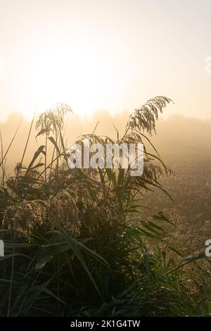 Schilfwolken an einem Herbstmorgen, an dem die Sonne durch den Nebel bricht Stockfoto