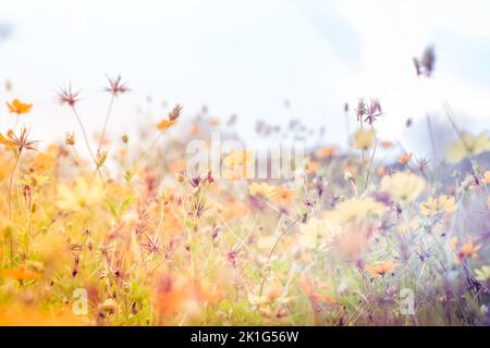 Gelbe Cosmos Blumen blühen im Garten Frühling Saison Natur Hintergrund Stockfoto