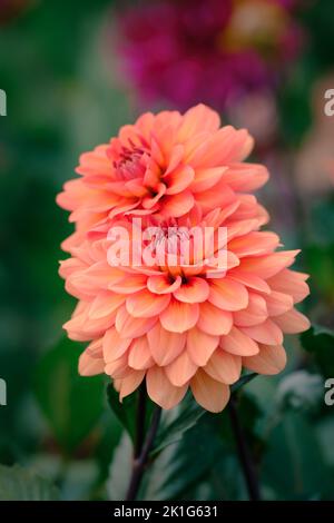 Nahaufnahme eines Paares Orange Dahlien. Stockfoto