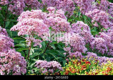 Königin der Wiese, Spotted Joe Pye Weed, Eupatorium maculatum Riesenschirm, Eutrochium, Gartenpflanze Stockfoto