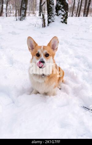 Welsh Corgi Pembroke im Winterwald Stockfoto