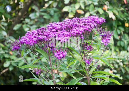 Rieseneisenkraut, Vernonia gigantea, hohes Eisenkraut, Blume, Pflanze Stockfoto