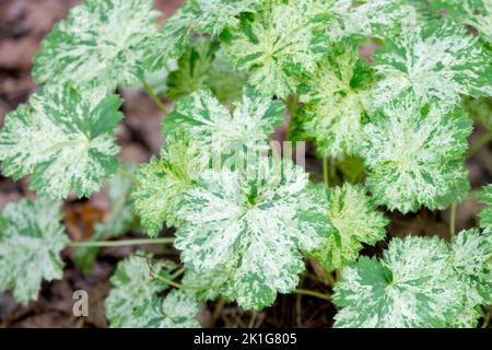 Heuchera 'Schneeengel', kleine Heuchera-Blätter, Heuchera sanguinea, kleine Pflanze, Marmorblätter, Zwerg, Korallenglocken Stockfoto