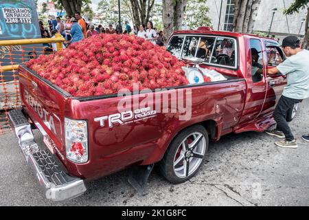 Ein Pick-up-Truck, gefüllt mit der Frucht Rambutan (Nephelium lappaceum) zum Verkauf in San José, Costa Rica. Stockfoto